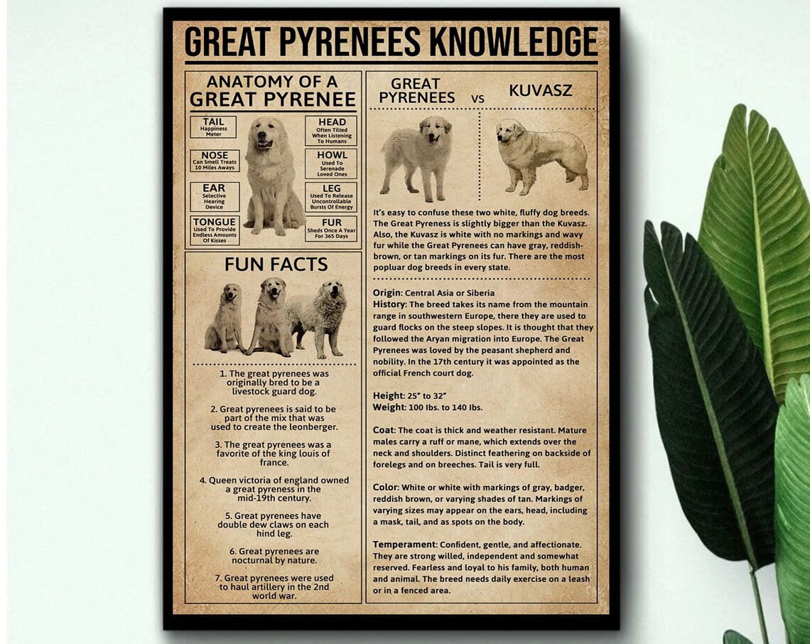 Great Pyrenees Anatomy Vintage Dog Art Print - Image 3
