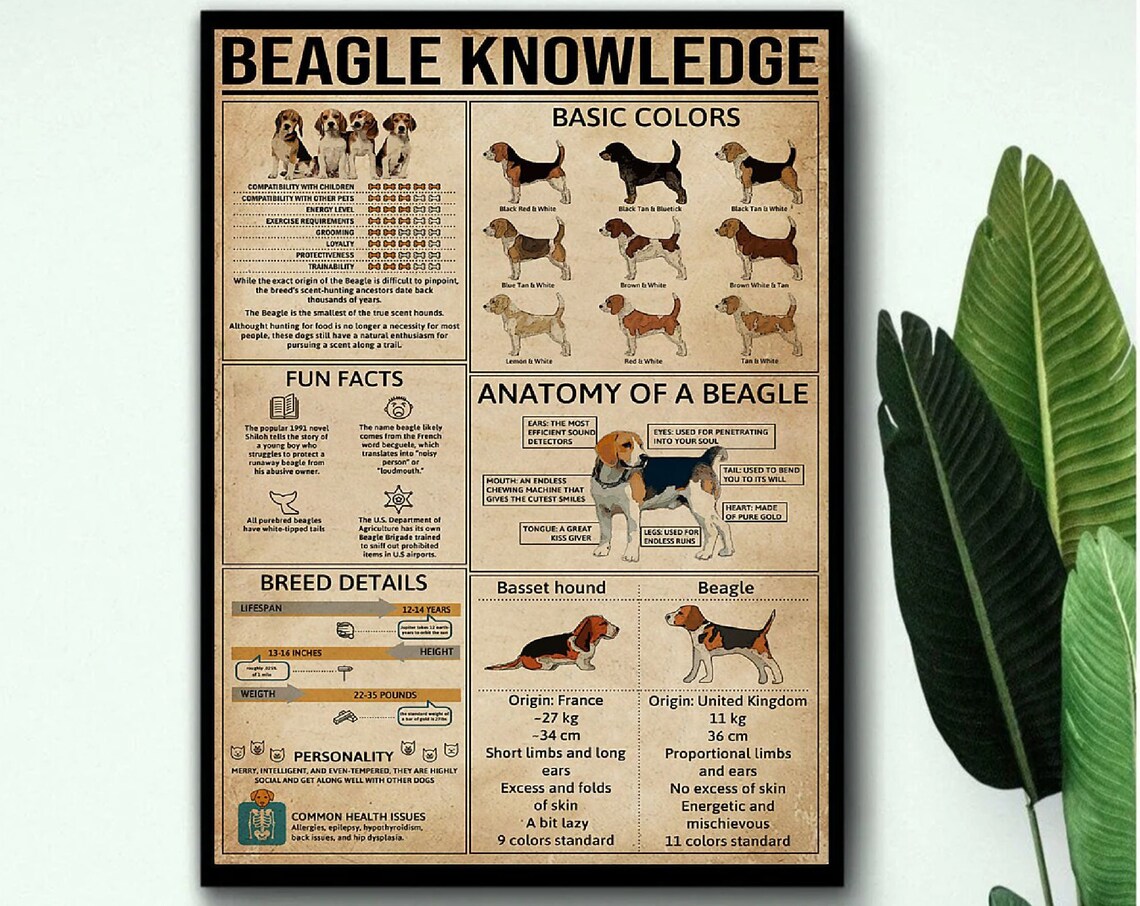 Beagle Knowledge Poster, Dog Lover Art Print - Image 3