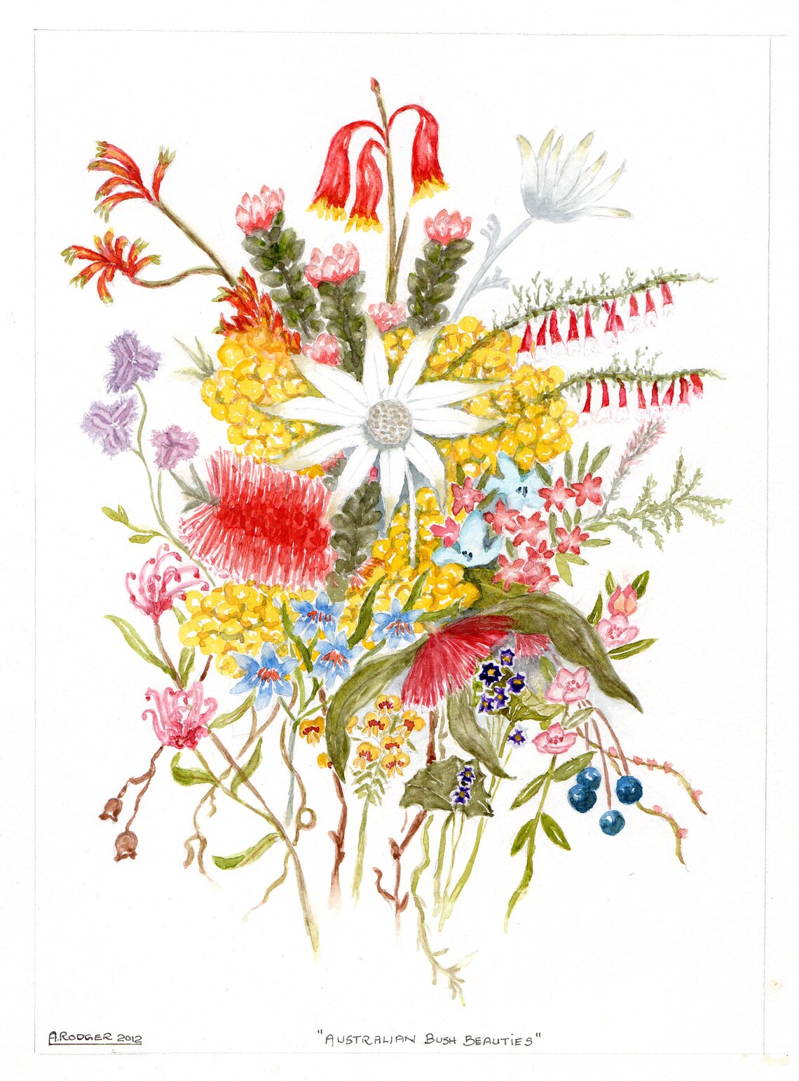 Australian Bush Beauties Native Wildflower Bouquet Watercolor Poster