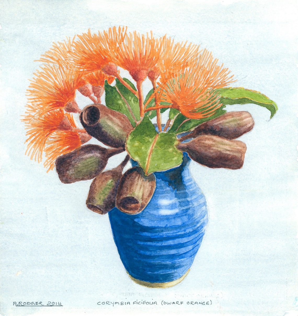 Dwarf Orange Flowering Gum Blossoms in Blue Vase Watercolor Poster