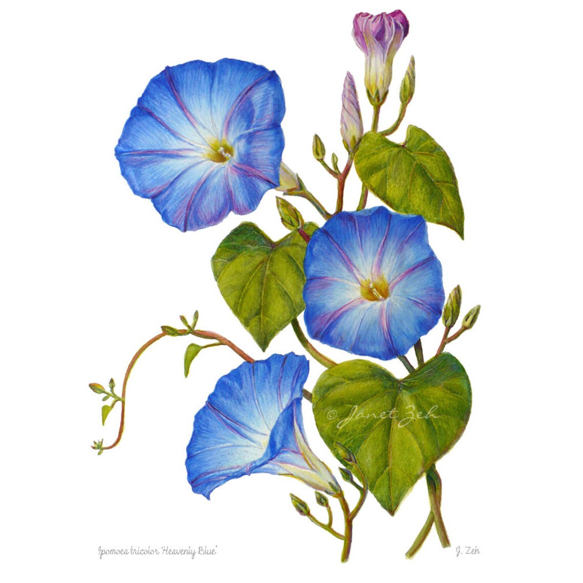 Morning Glory Blue Flowers Botanical Print by Janet Zeh