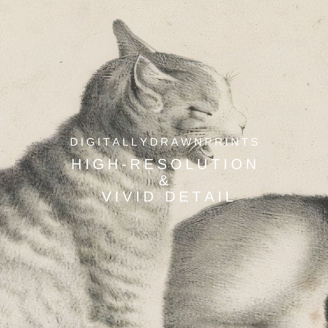 Vintage Cat Print, Antique Car Sketch Still Life - Image 2