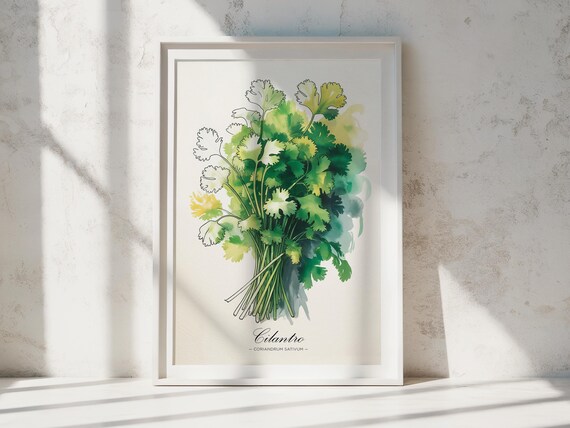 Cilantro Watercolor Art Print Botanical Kitchen Wall Decor