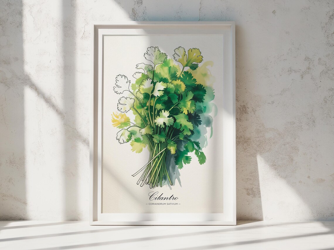 Cilantro Watercolor Art Print Botanical Kitchen Wall Decor