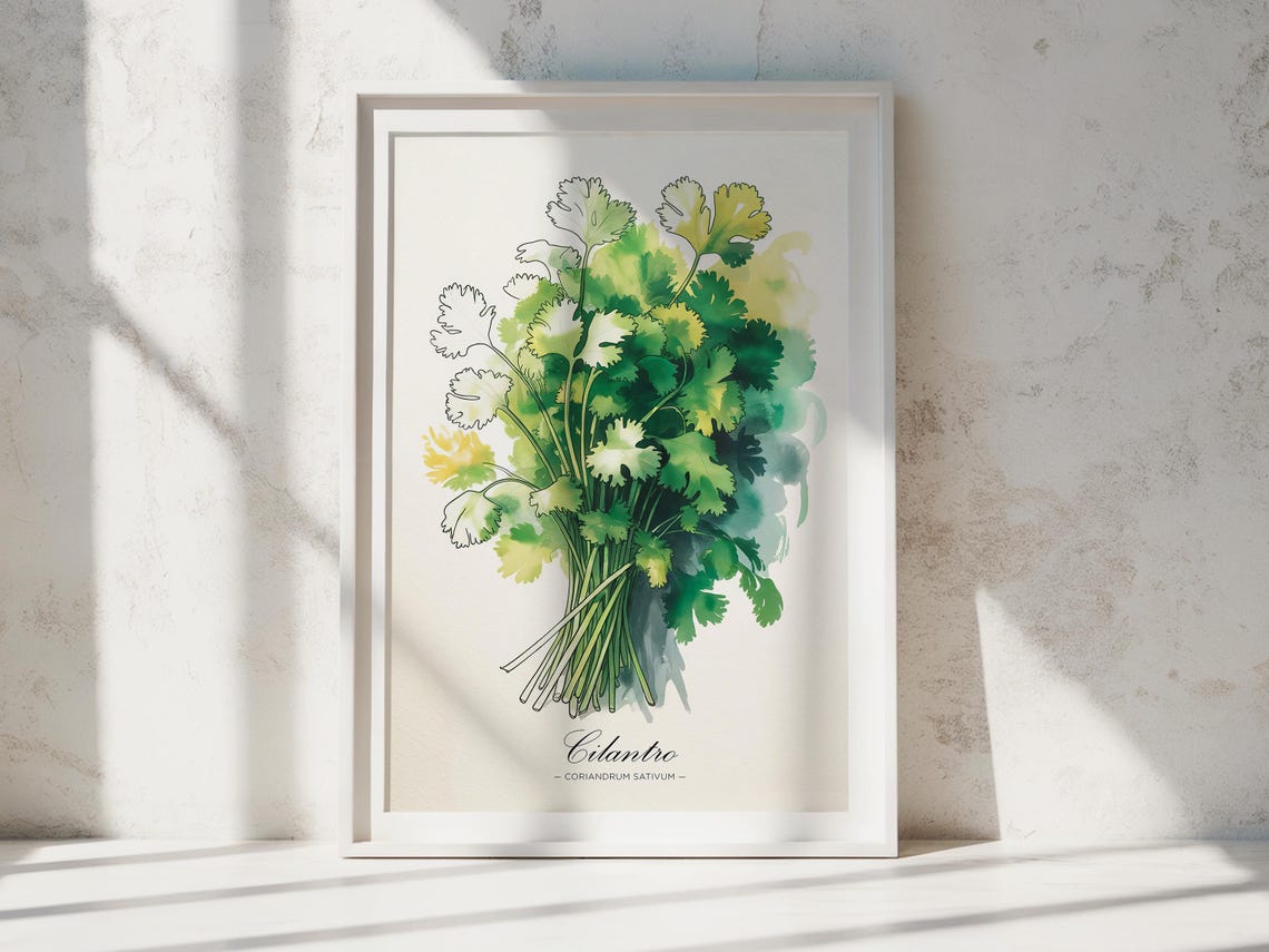 Cilantro Watercolor Botanical Herb Art Print for Kitchen Wall Decor