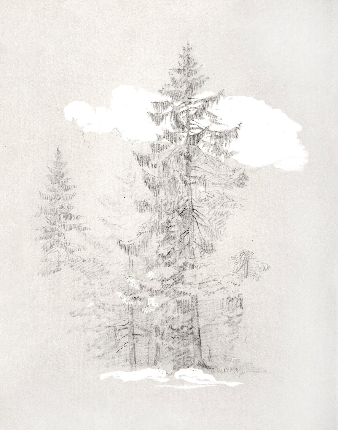 Vintage Tree Sketch Art Print, Antique Botanical Drawing - Image 3