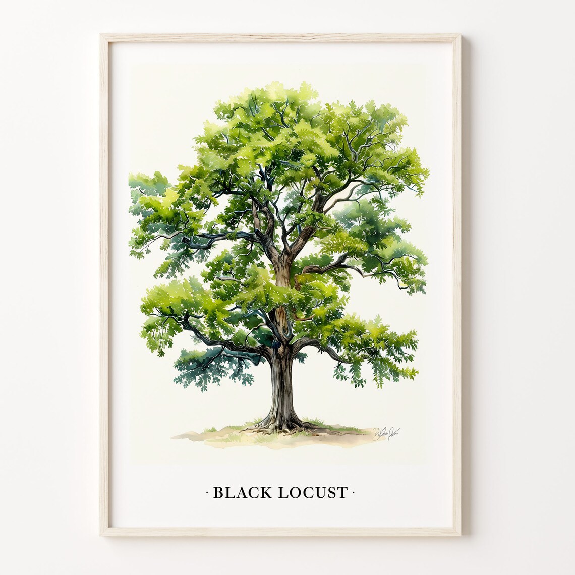 Black Locust Tree Botanical Art Print, Nature Decor