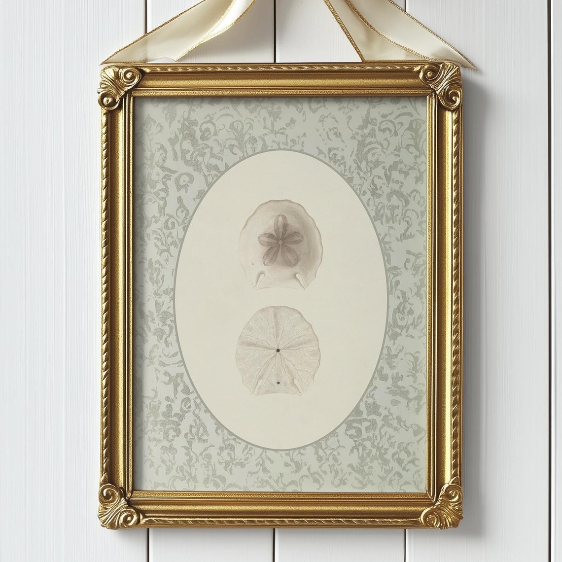 Two Sand Dollars Antique Study on Damask Coastal Nursery Decor Poster