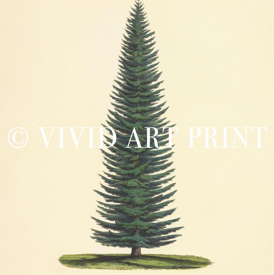 Evergreen Tree Botanical Vintage Douglas Fir Art Print - Image 4