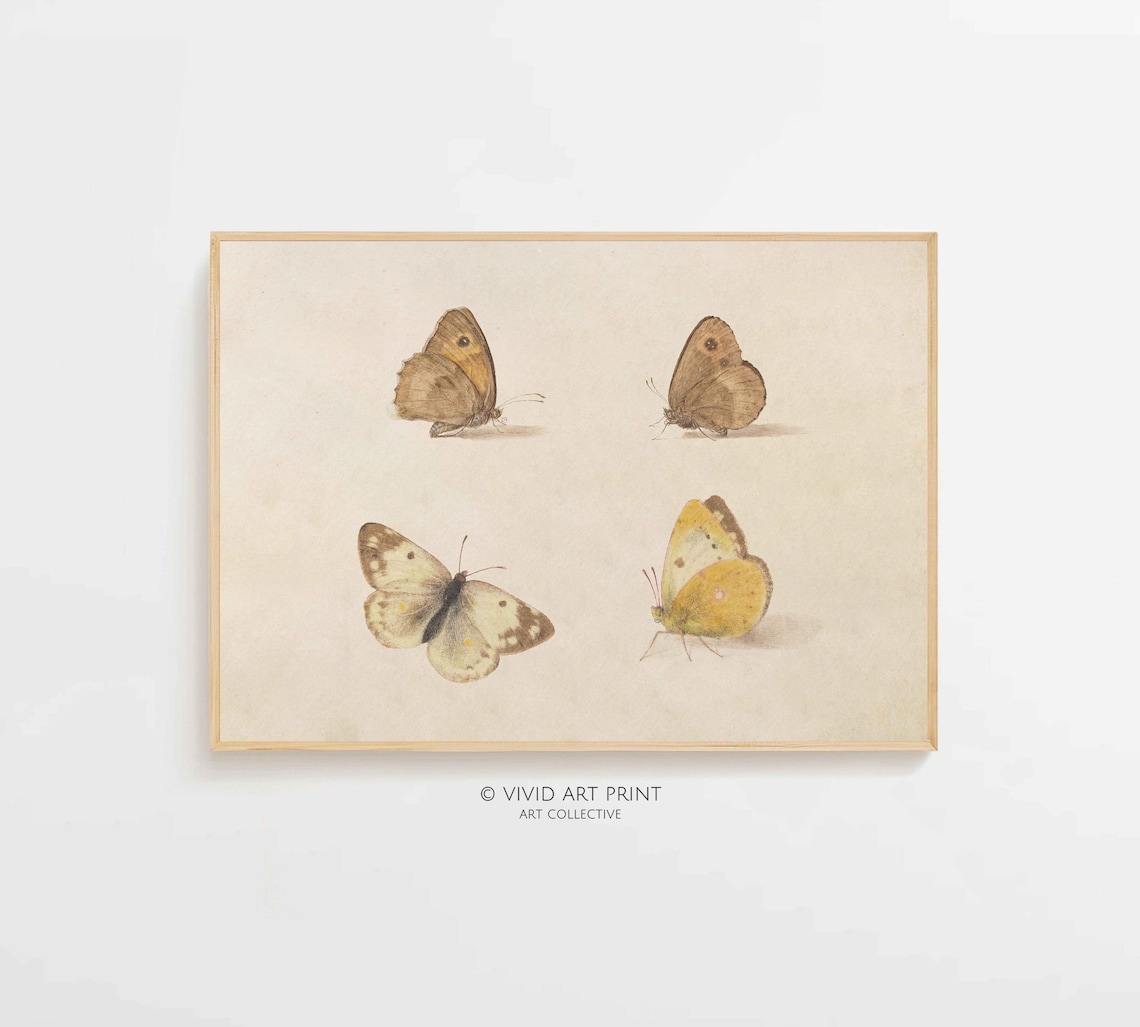 Vintage Butterfly Study, Botanical Farmhouse Illustration