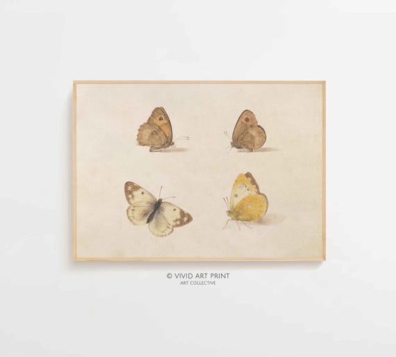Vintage Butterfly Study, Botanical Farmhouse Illustration