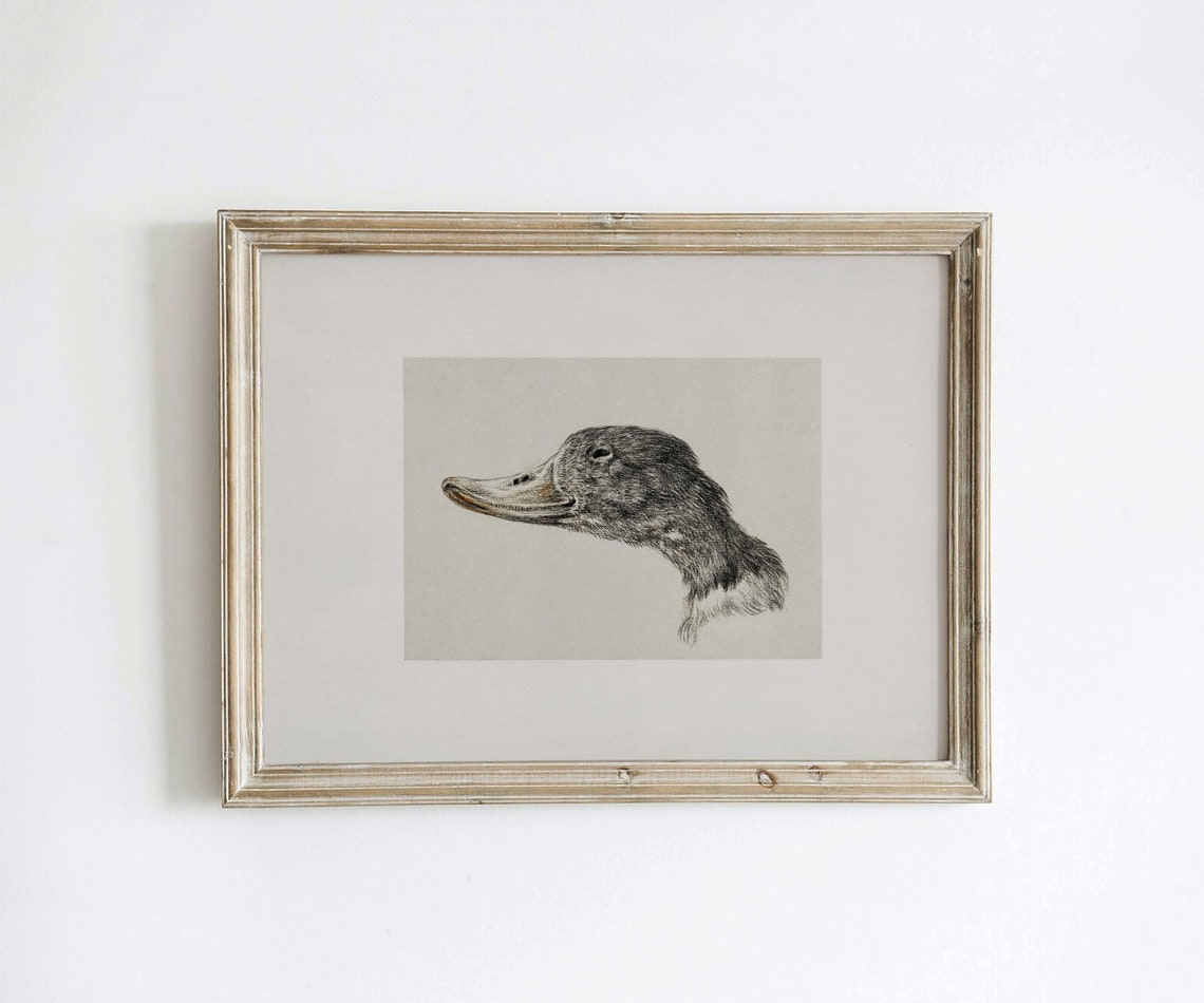 Vintage Duck Nursery Wall Art Mountain Duck Instant Home Decor Vivid Art Print Jb 712 - Image 2