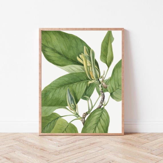 Vintage Botanical Wall Art Flower Prints Wild Violets Mw0002