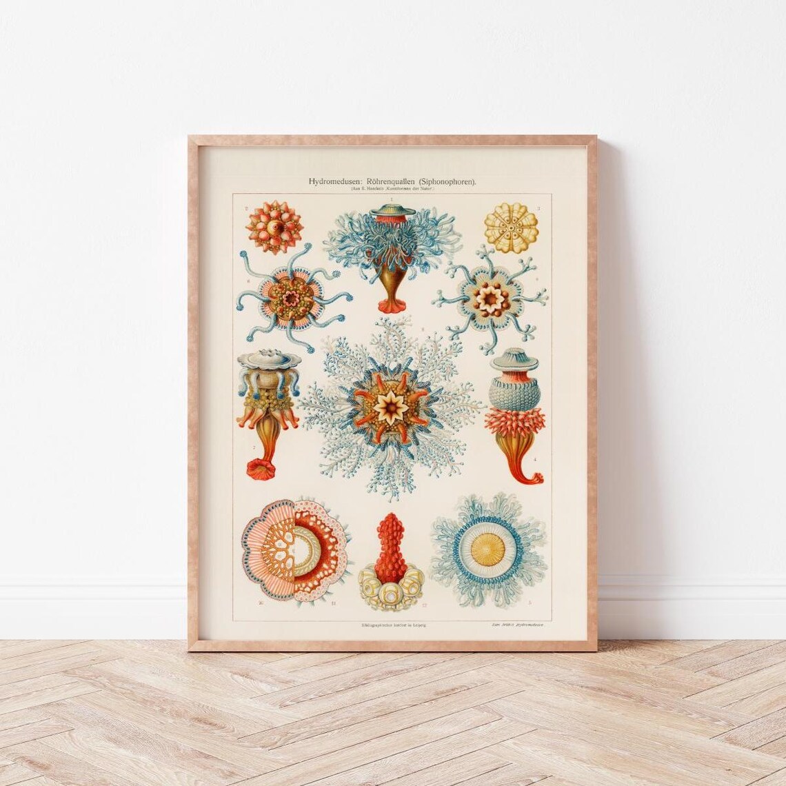 Vintage Jellyfish Poster Art Wall Scientific Home Decor Wild Violets Prints Oo0005