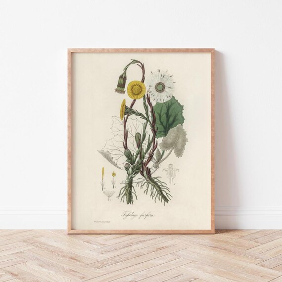 Vintage Botanical Medicinal Plant Illustration Herbal Medicine Poster Materia Medica Bo0020