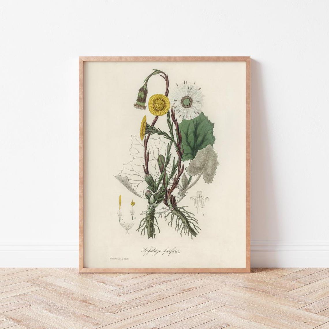 Vintage Coltsfoot Tussilago Botanical Medical Illustration Art Print