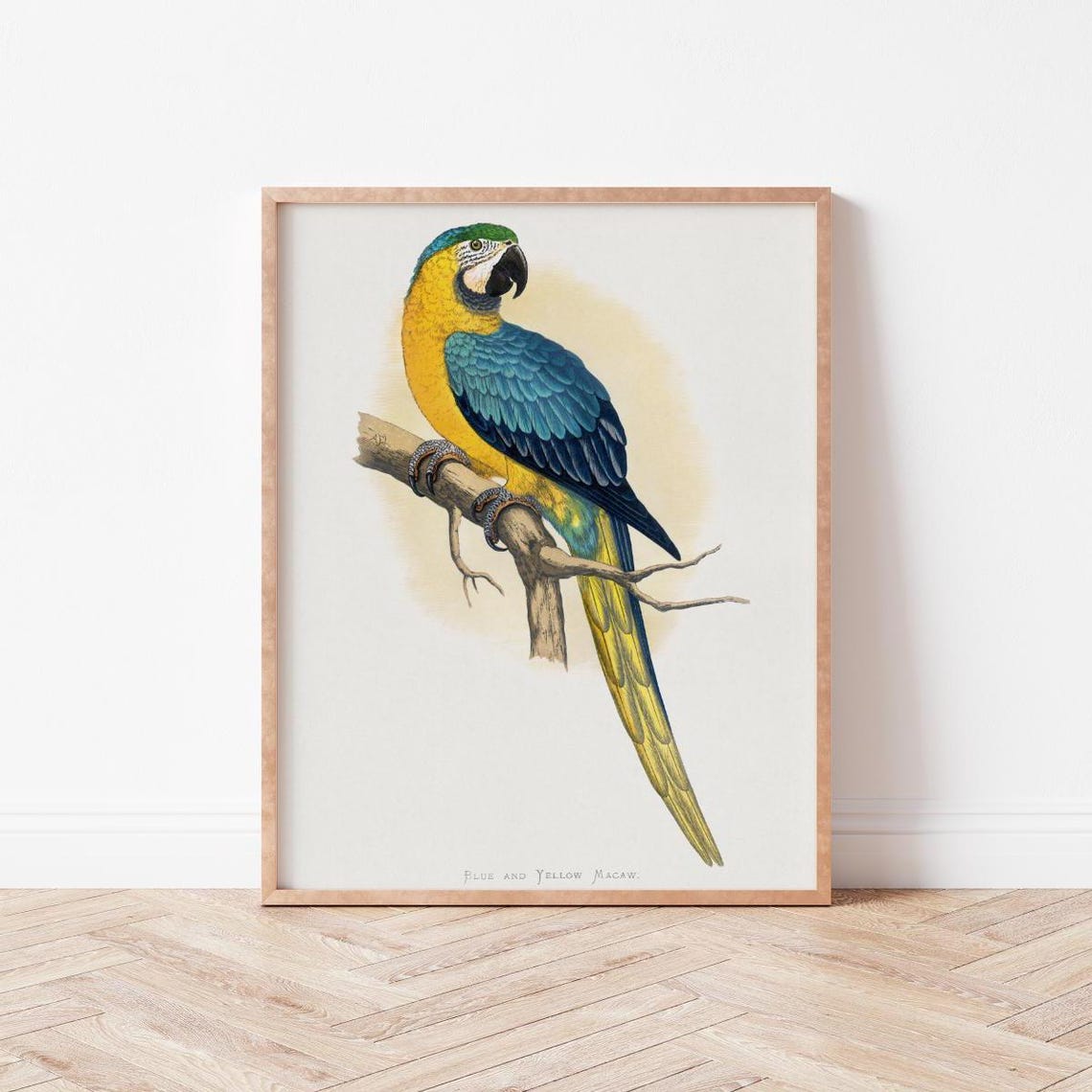 Vintage Blue And Yellow Macaw Parrot Tropical Bird Art Print