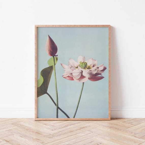 Vintage Pink Flower Botanical Print Floral Art Wall Decor Blue Background Artwork Wild Violets Bo0024