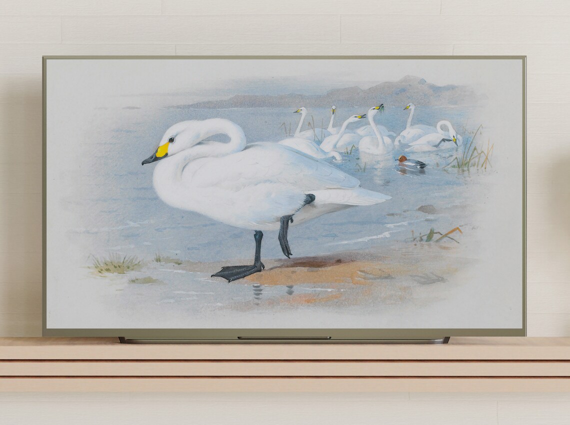 Bewicks Swans Wading at Waters Edge Vintage Swan Illustration Print - Image 3