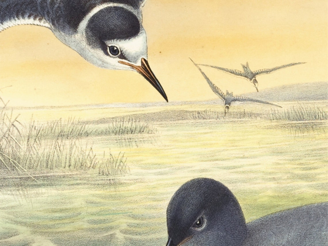Vintage Marsh Tern Lithograph Antique Waterbird Illustration Print - Image 2