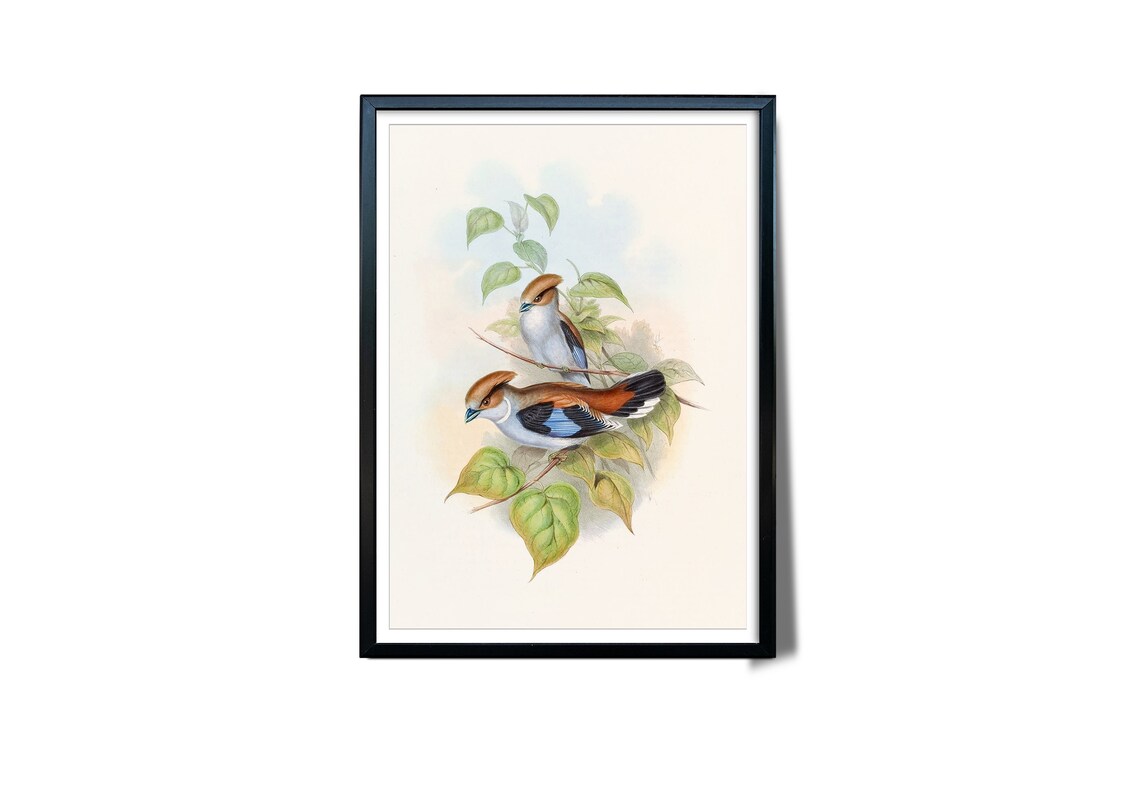 Vintage Songbirds Pair Chestnut Crests Blue Wings Botanical Art Poster - Image 3