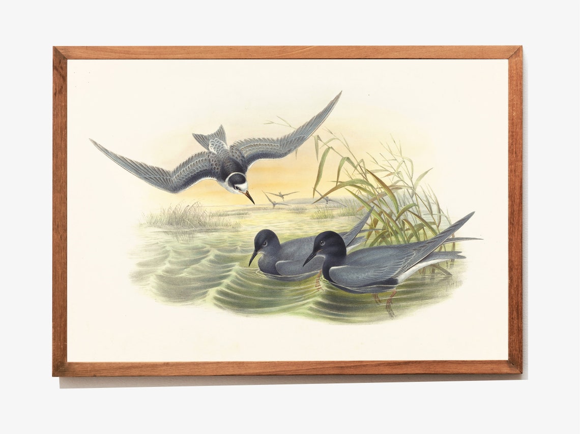 Vintage Marsh Tern Lithograph Antique Waterbird Illustration Print - Image 3
