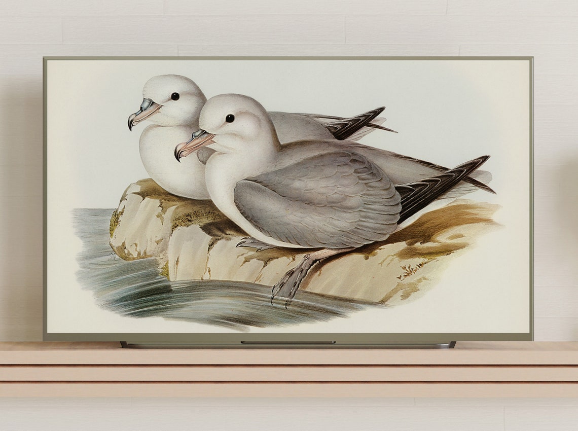 Two Seabirds On Rocky Shore Vintage Ornithology Illustration Wall Art - Image 3