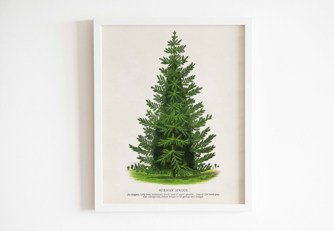 Christmas Vintage Spruce Illustration Holiday Tree Art Print - Image 3