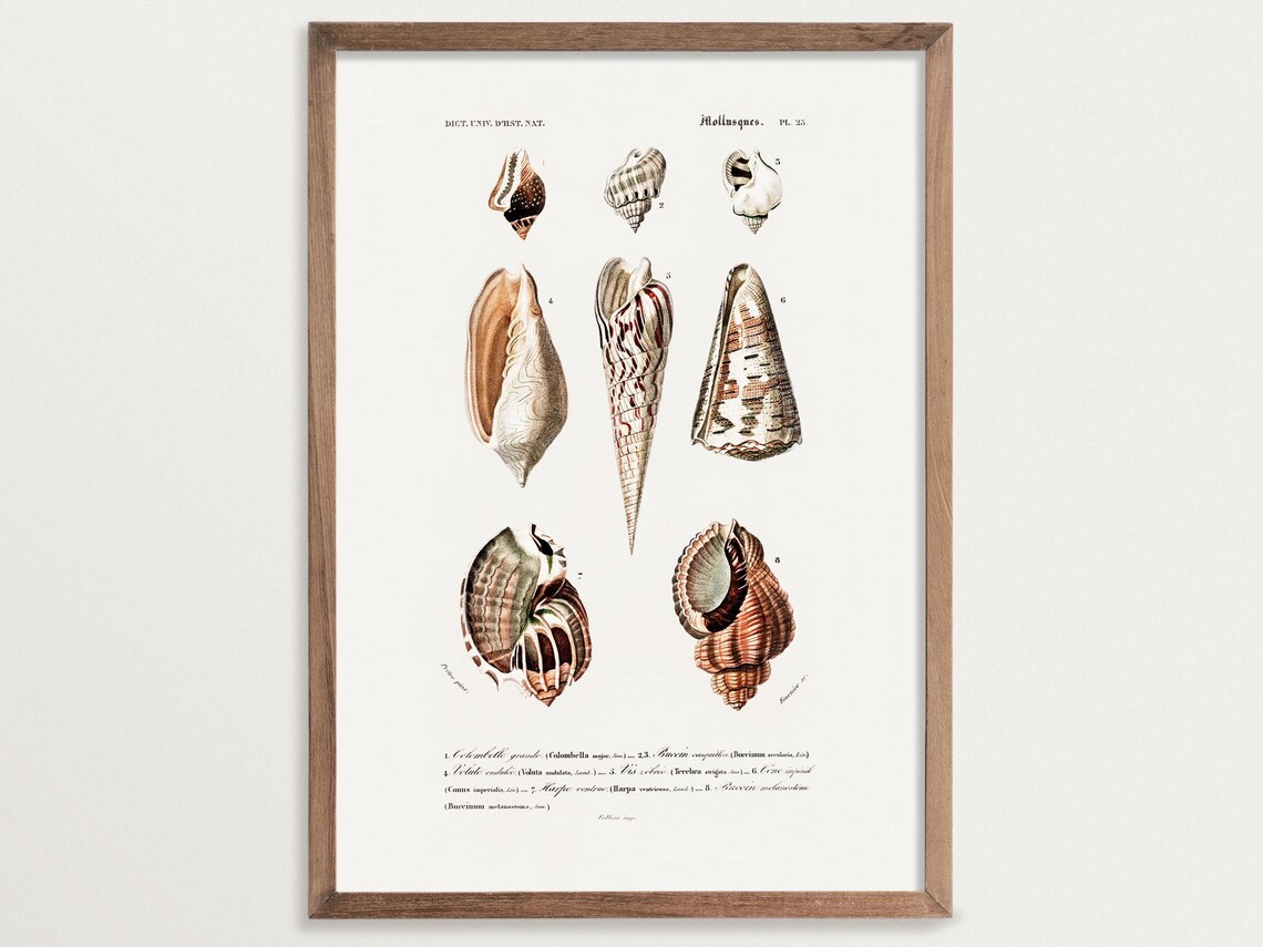 Shell Wall Art No 02, Vintage Seashell Art