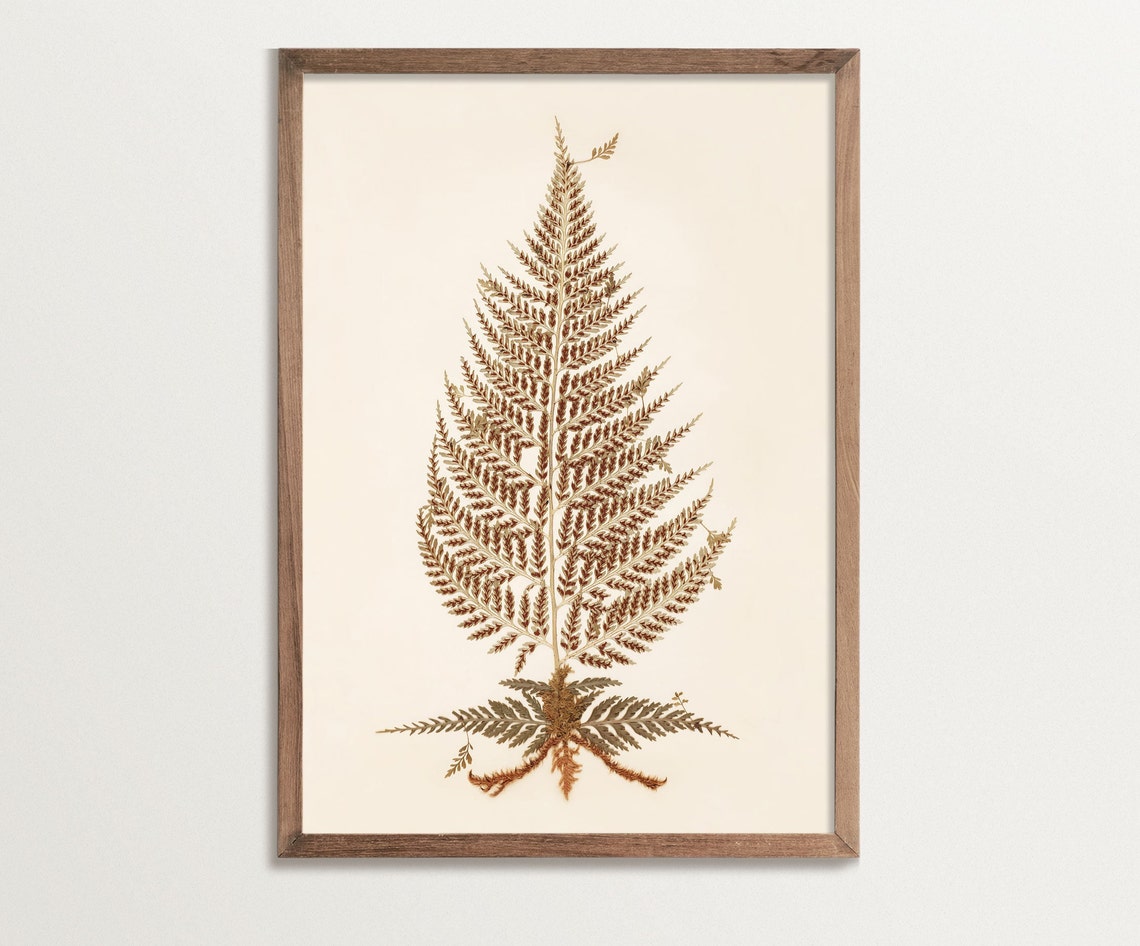 Antique Botanical Fern Print No 07, Vintage Art Print