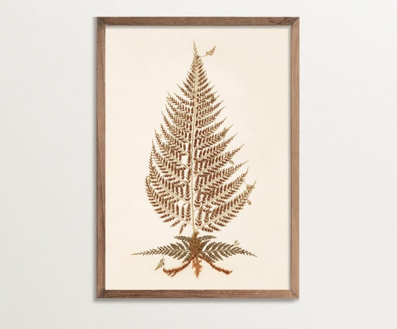 Antique Botanical Fern Print No 07, Vintage Art Print