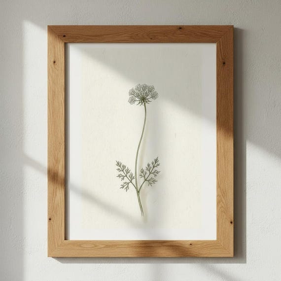 Queen Annes Lace Botanical Print Minimalist Wildflower Poster