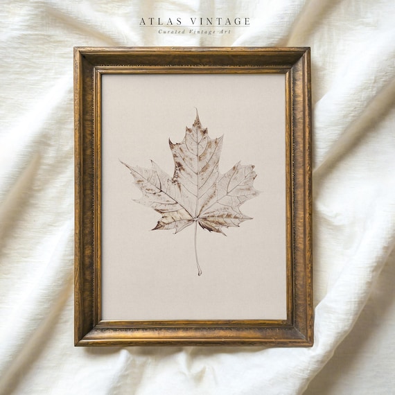 Pressed Maple Leaf Botanical Sketch Neutral Autumn Wall Poster