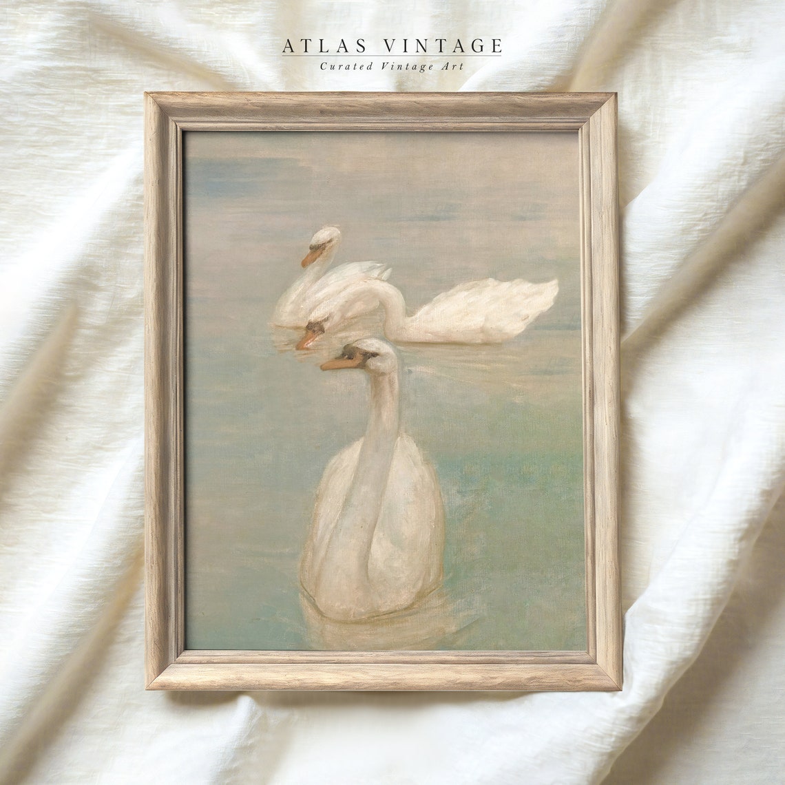 Three White Swans Swimming on Calm Lake Water Vintage Poster