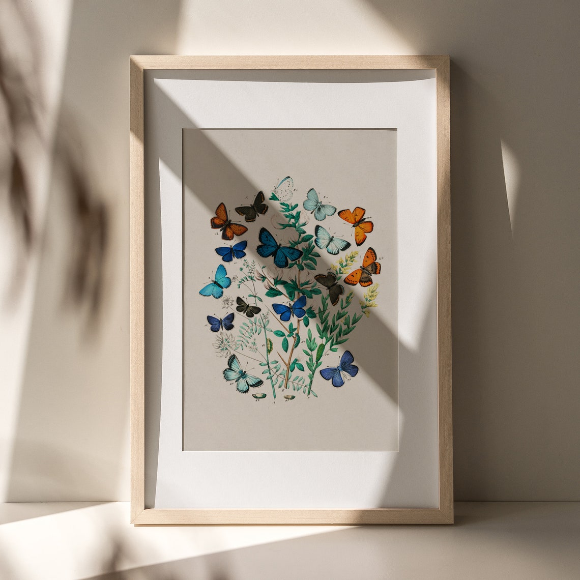Colorful Antique Butterfly Specimen Plate On Botanical Branches Poster - Image 8