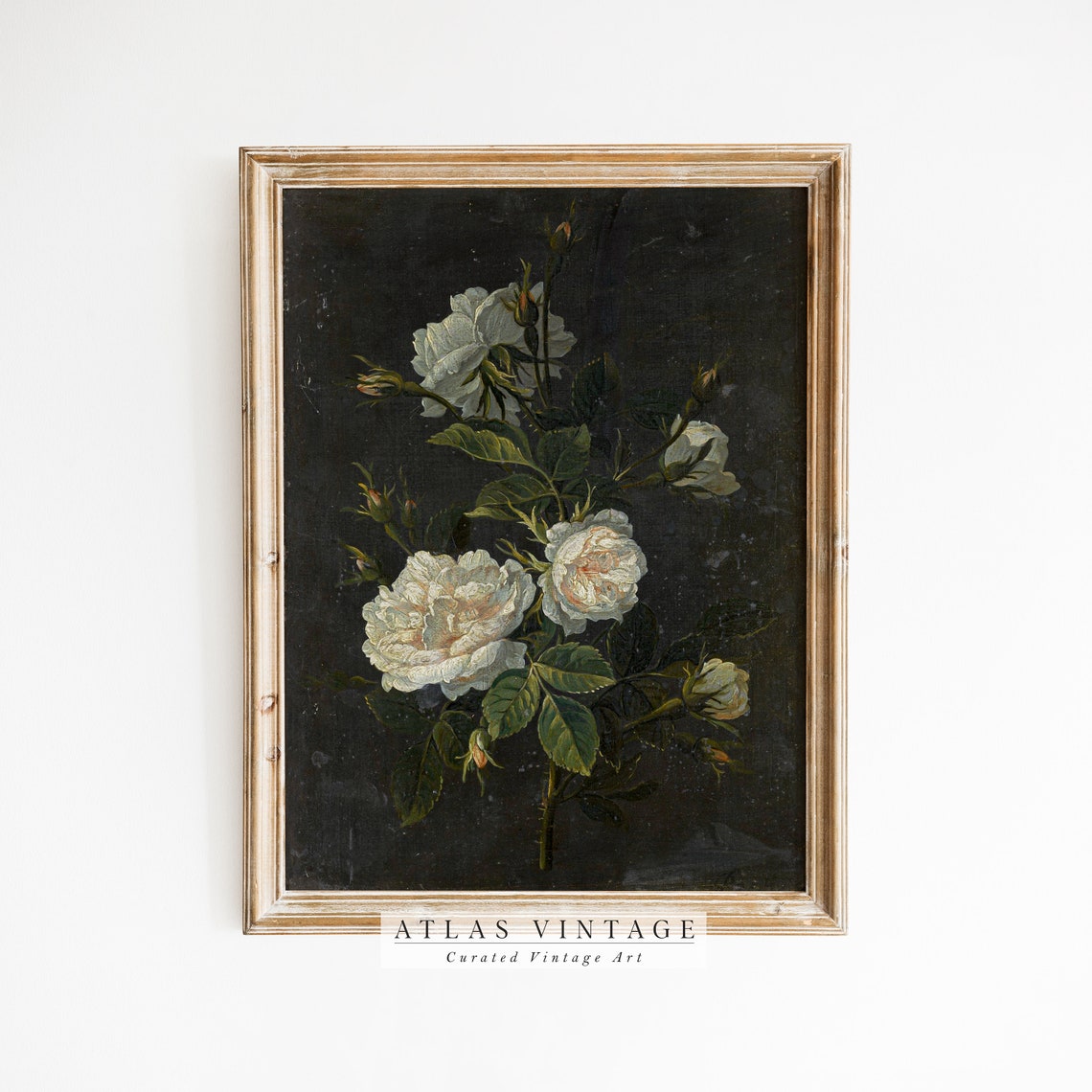 Dark Moody White Rose Stems Dramatic Vintage Botanical Art Poster