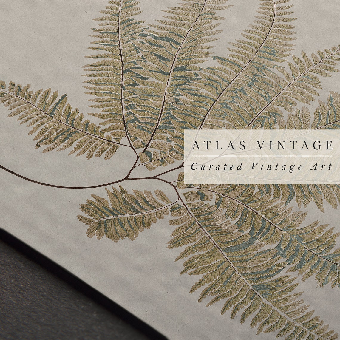 Antique Fern Botanical Study Vintage Green Wall Decor Poster - Image 3
