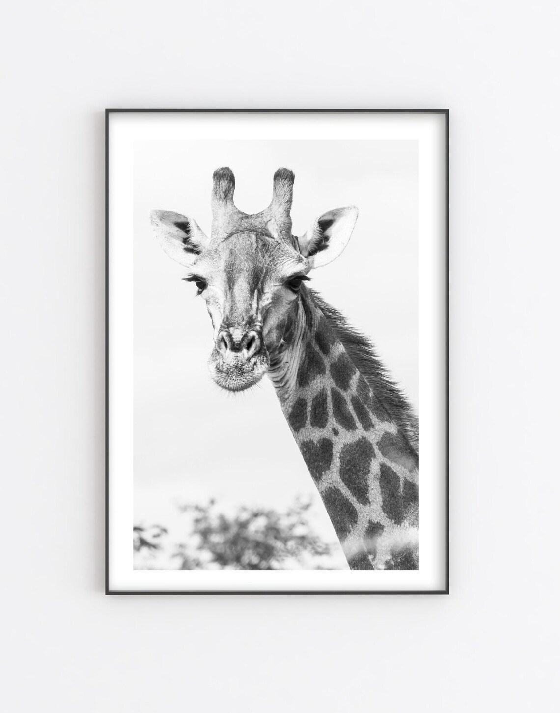 Giraffe Portrait Black And White Safari Wildlife Photography Poster - Image 5