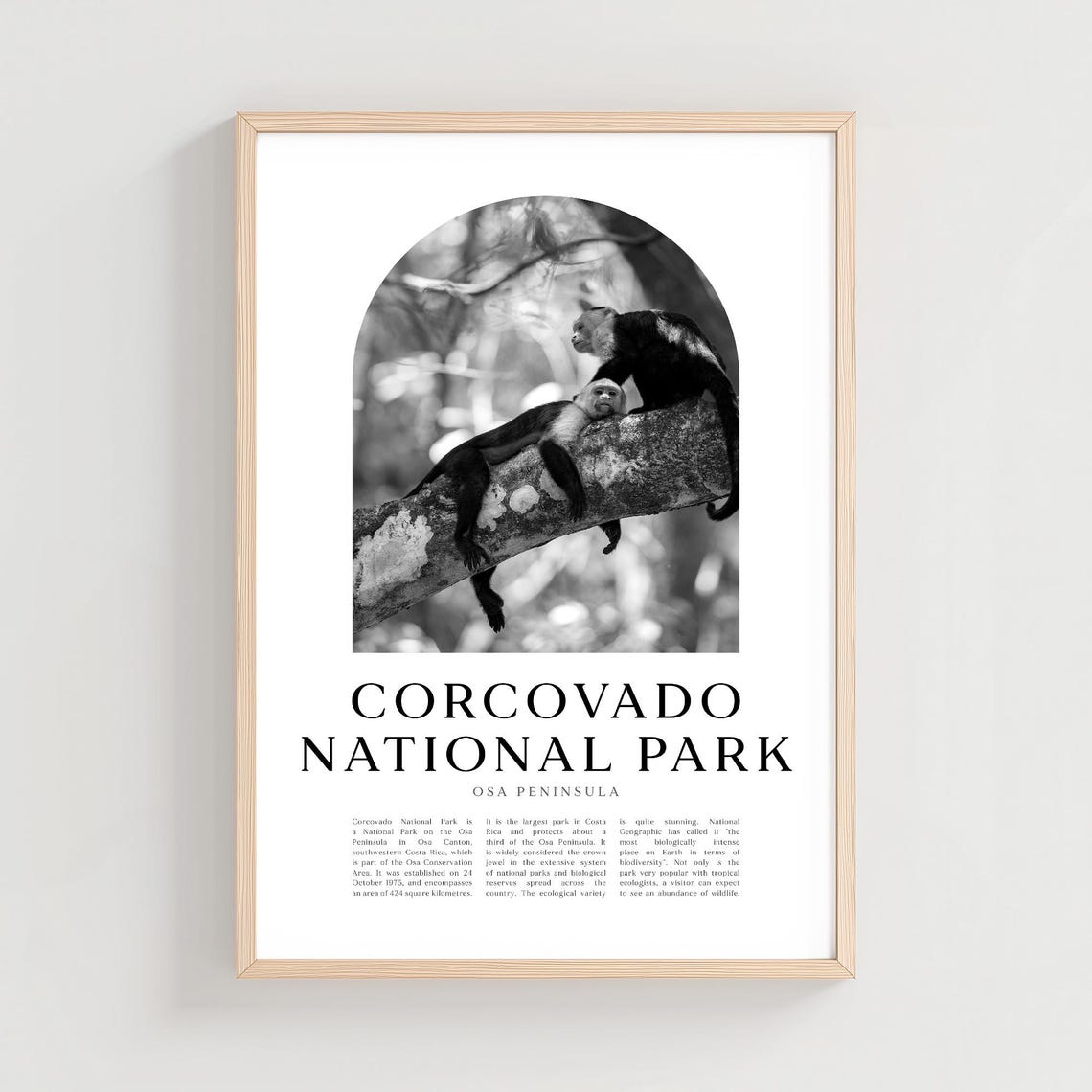 Corcovado National Park Costa Rica Capuchin Monkeys Photo Poster