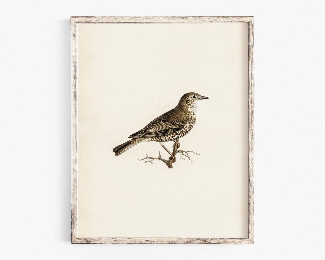 Song Thrush Bird Vintage Naturalist Illustration Farmhouse Poster