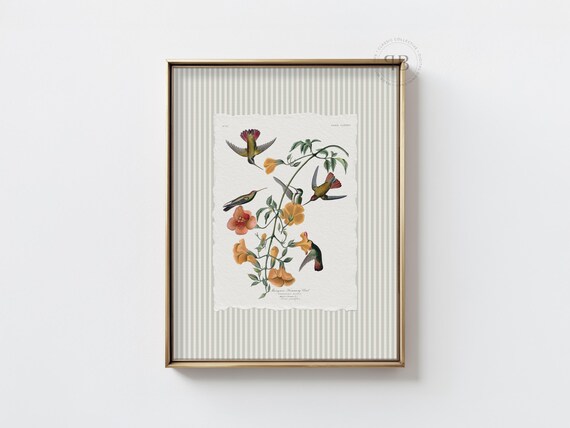 Hummingbird Botanical Wall Art Floral Bird Nature Illustration Vintage Style Print Cottage Decor No823