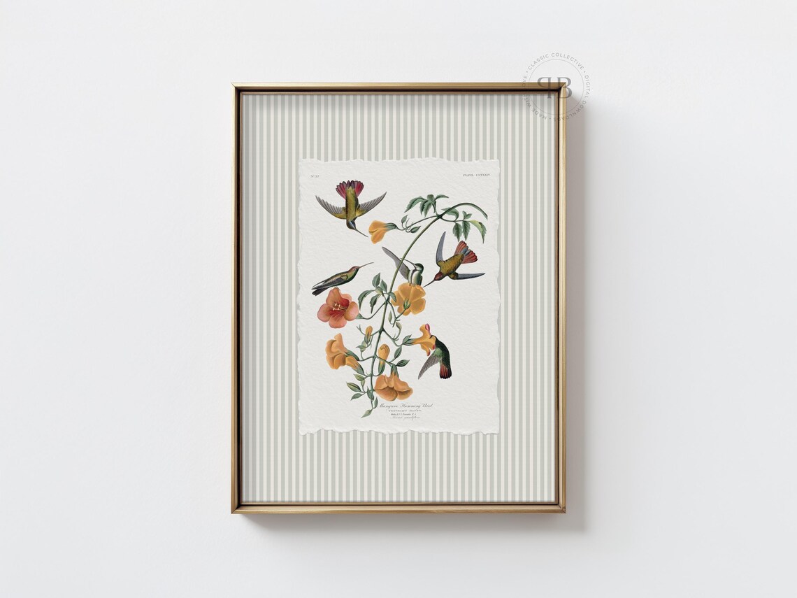 Vintage Hummingbird Botanical Illustration With Orange Flowers Poster