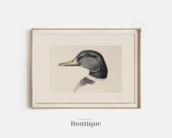 Mallard Duck Illustration Wall Art Print Rustic Natureinspired Decor In Vintage Style No622