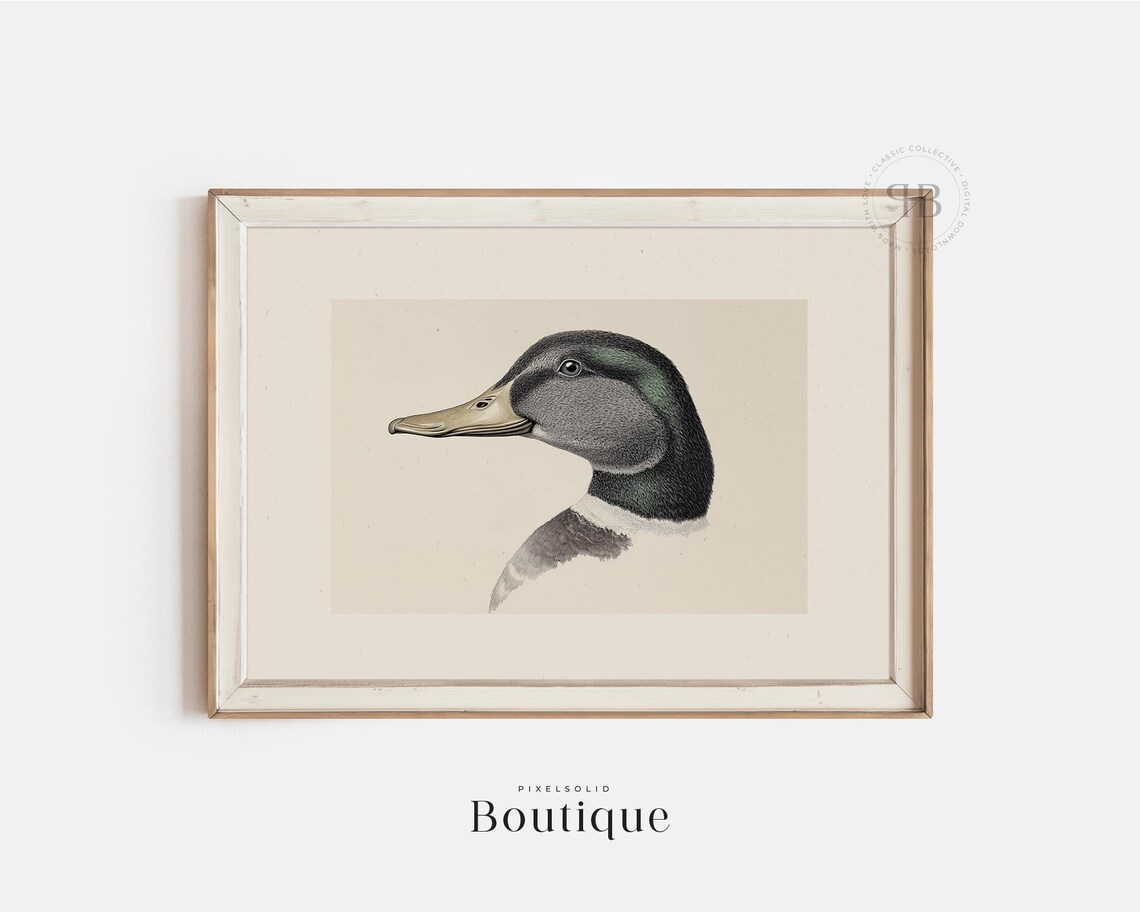 Mallard Duck Illustration Wall Art Print Rustic Natureinspired Decor In Vintage Style No622