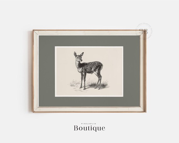 Baby White Tailed Deer Sketch Neutral Fawn Illustration Print For Vintagestyle Farmhouse Decor Minimalist Drawing No478