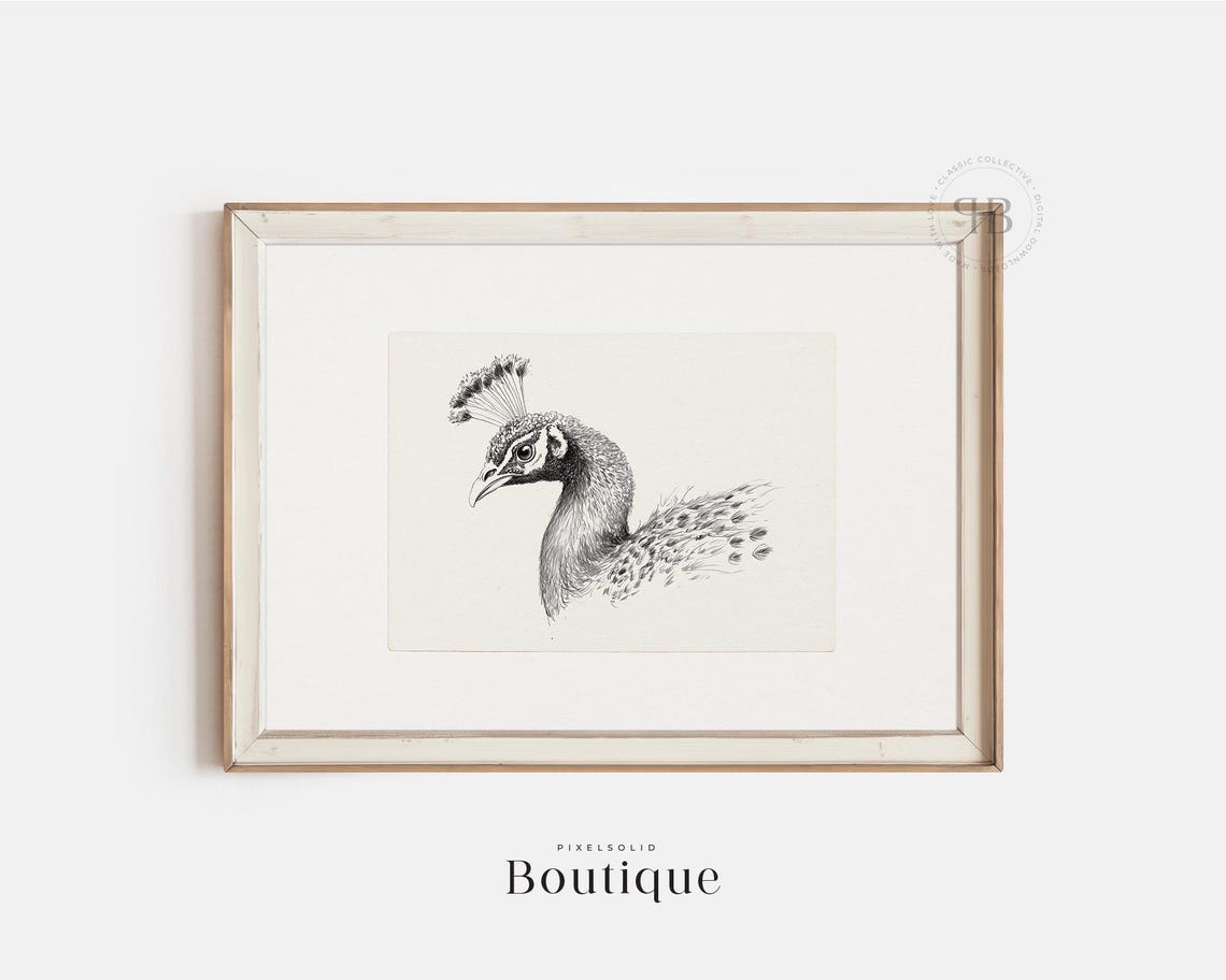 Peacock Head Pen And Ink Drawing Vintage Bird Sketch Art Poster