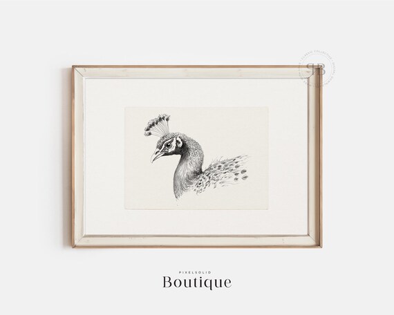 Peacock Illustration Print Black And White Bird Wall Art Wildlife Drawing For Farmhouse Decor Vintage Style No685