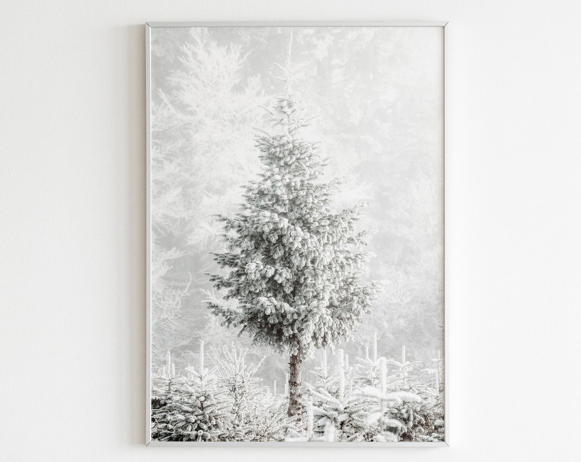 Frosted Snowy Pine Tree in White Winter Forest Photography Poster