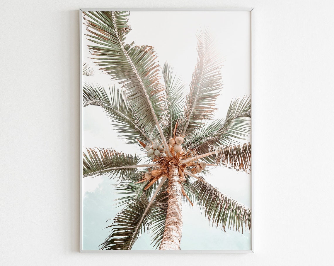 Coconut Palm Tree Top View Fronds Pastel Botanical Photo Art Poster