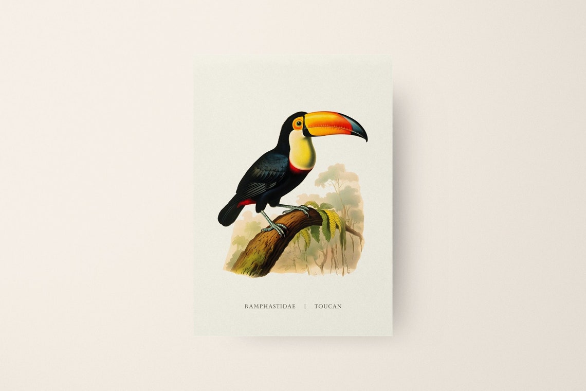 Vintage Toucan Illustration Ramphastidae Retro Bird Art Poster
